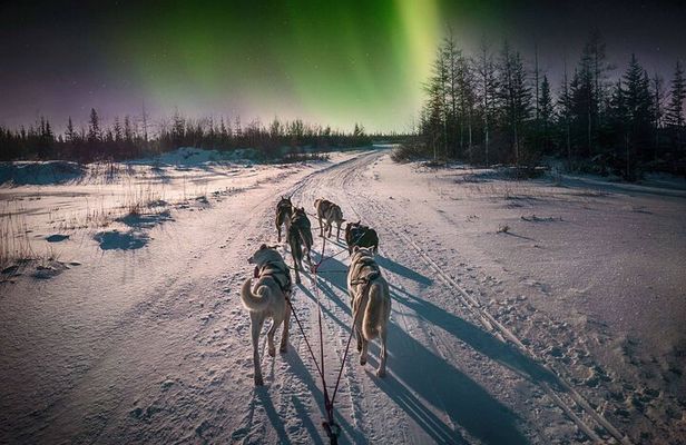 4hr Dog Sledding Tour under the Northern Lights