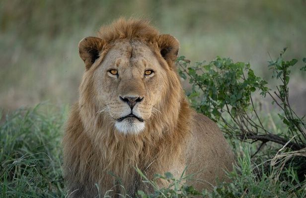 8 Days Wildlife Photography Safari Manyara, Serengeti & Tarangire