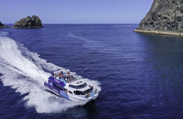 The Original Full day Bay of Islands Cruise with Dolphins