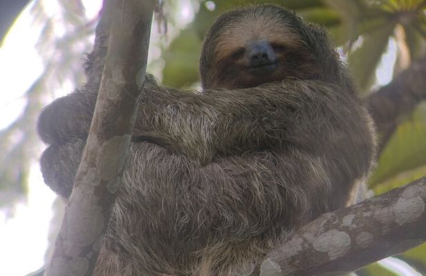 La Fortuna-Breath Taking Sloth Tour & Tortilla Experience!