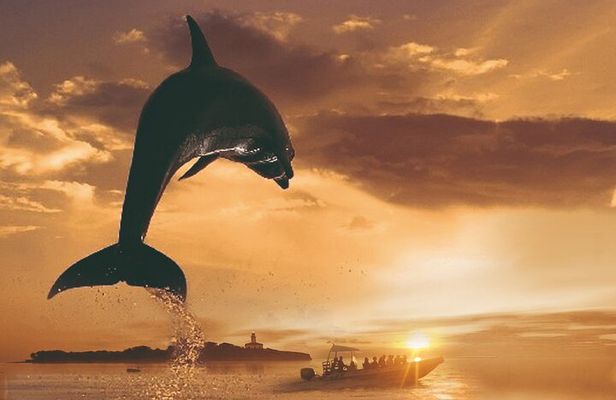 Dolphin Watching at Dawn in Alcúdia