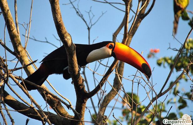2 Days and 1 Night Pantanal Eco Tour from Cuiabá