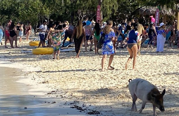 Private Beach Day Snorkeling and Swimming with Pig in Rose Island