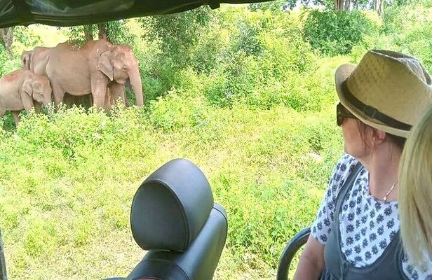 Fully Private Udawalawe National Park Safari Tour