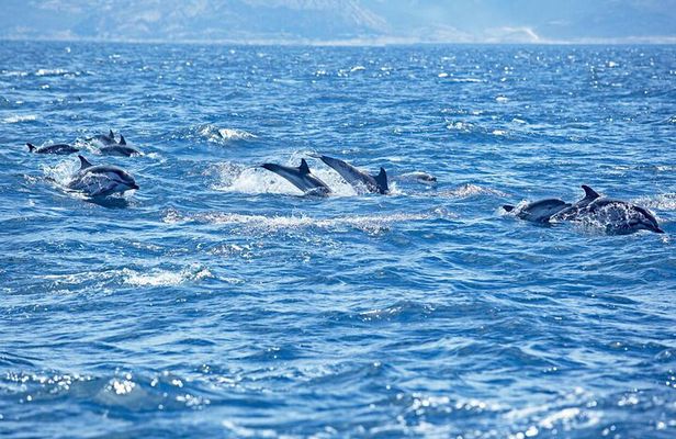 Private Speed Boat Experience To Dolphin House in Hurhgada