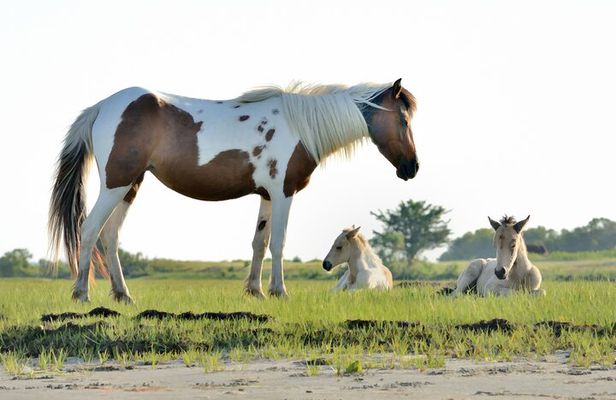 Small Group Boat Tours of Chincoteague & Assateague - Wild Ponies