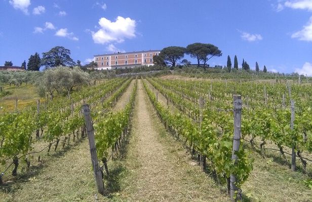 Private tasting of wines and oil to discover Lucca Ducale