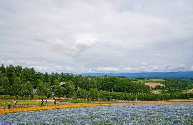 Hokkaido: Biei Blue Pond and Furano Flower Farm Day Trip