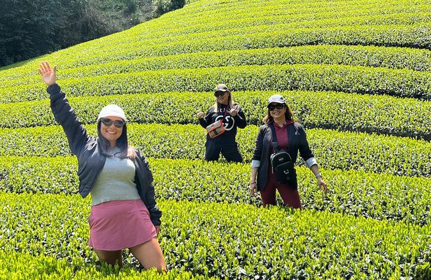 Small Group Japanese Green Tea Tasting in Shizuoka