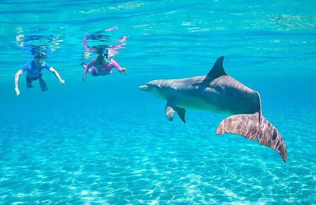 Explore Satayeh Reef on a Marsa Alam snorkeling trip