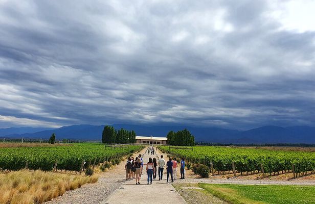 Small-group Winery Tour with Lunch and Experiences
