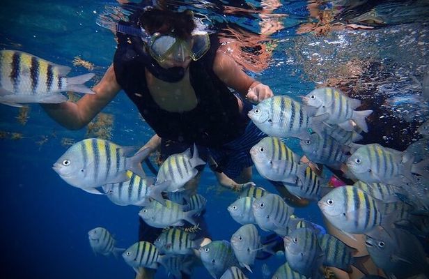 Cozumel: Shore Snorkel Hop + Island Tour