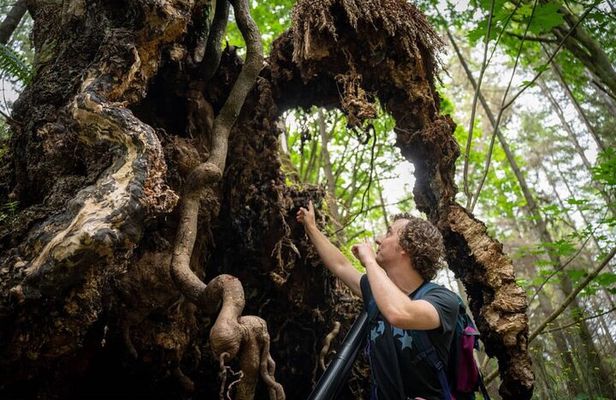 Ancient Trees of Vancouver Walking Tour