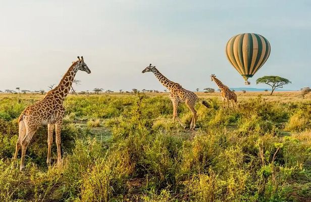 6 Days Tanzania Bush Experience Safari