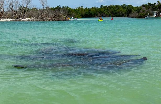 Bonita Springs Eco Kayak Tour – Best Gear, Premium&Clear Kayaks