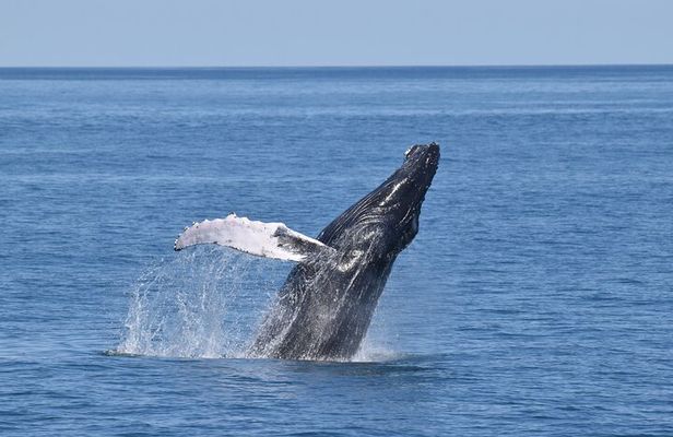 Whale Dolphin and Bird Watching Ecotour Cruise