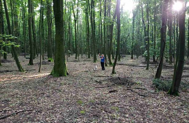 Private Truffle‑Hunting Tour from Belgrade – Lunch with Wine