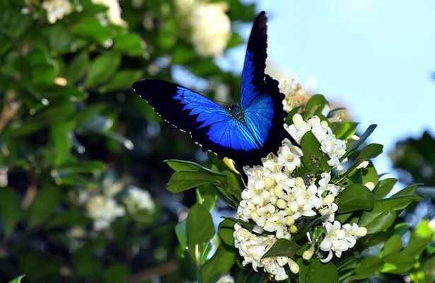 Daintree Waters Tour