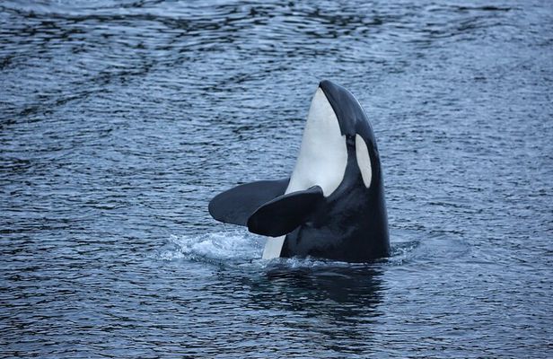 Premier Whale Watching and Wildlife Tour