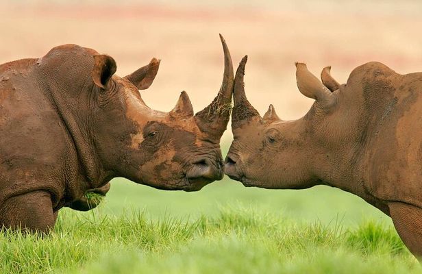 Day Trip To Ol Pejeta Conservancy Rhino And Chimpanzee Sanctuary