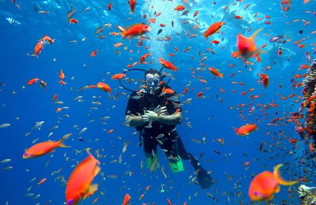 Diving in Hurghada for Beginners With Lunch and Transfer