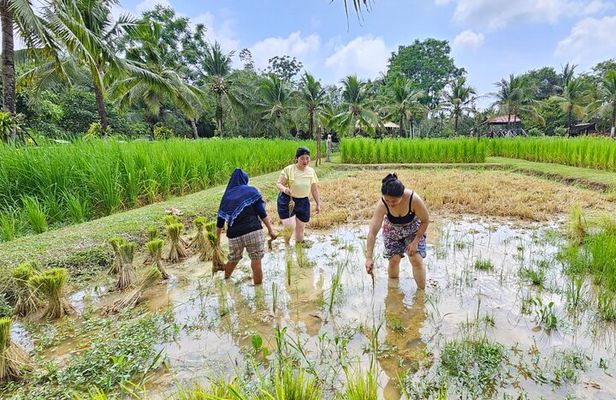 Old Phuket Farm Ticket - Countryside Local Life Culture