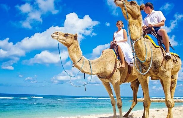 One Hour Camel Riding Adventure With transfer From Hurghada