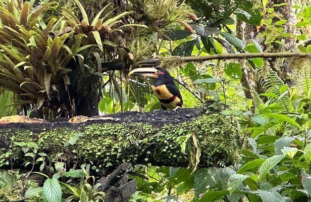 Mindo Cloud Forest Full-Day Tour from Quito with Lunch