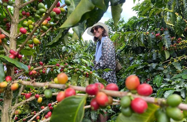 Coffee Farm & Santa Rosa Hot Springs Experience
