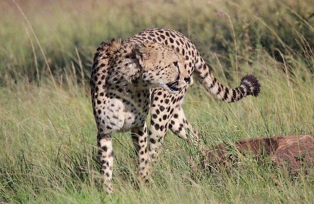 6 Days Private Tour in Mt Kenya Circuit Wild Safari
