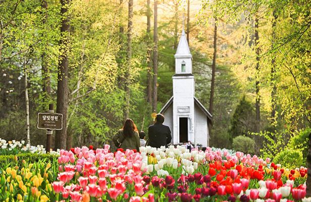 Nami Island & Petite France & Garden of Morning Calm Day Tour