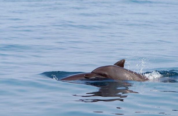 Private | Huatulco Ocean & Reef Eco Adventures