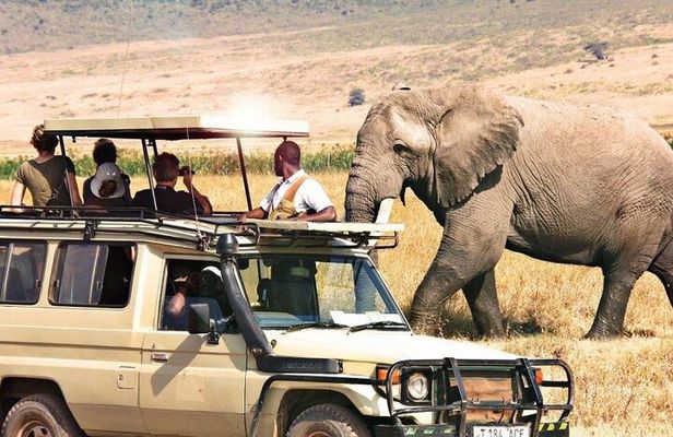 1 Day Private Ngorongoro Crater Safari