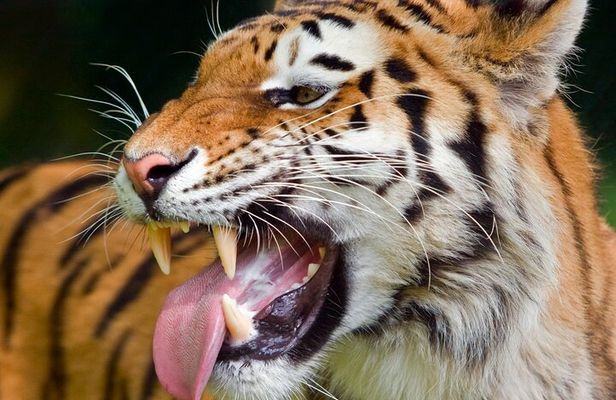 Private Corbett National Park & Nainital Tour from New Delhi