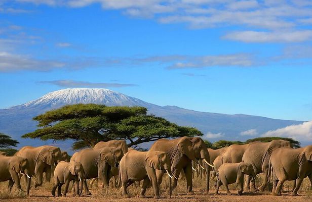 3 Days Amboseli National Park safari and Mount Kilimanjaro