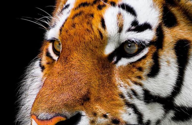 From Delhi: 7-Days Tiger Safari & Golden Triangle Tour