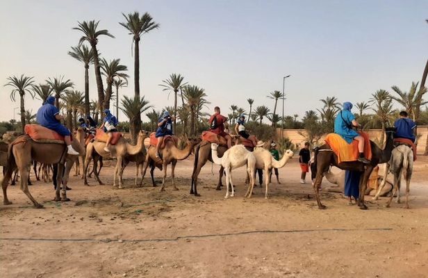 Camel Ride Through Marrakech's Palm Grove