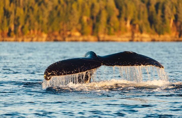 Experience Local Marine Wildlife Tour