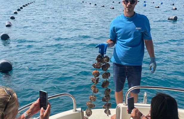 Pelješac - Wine, Oysters and Food Experience from Dubrovnik