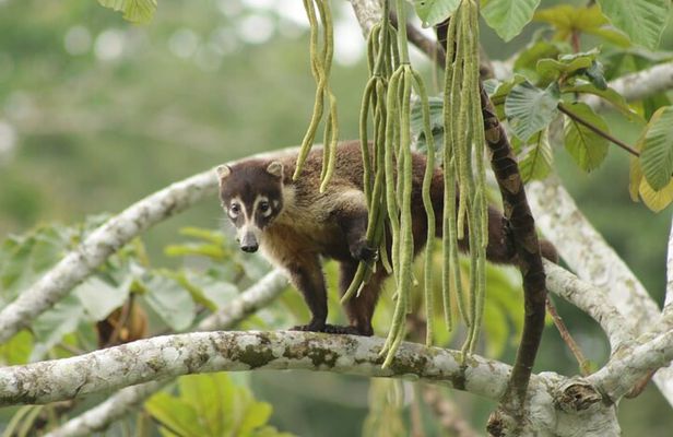 Safari Tour along the Peñas Blancas River