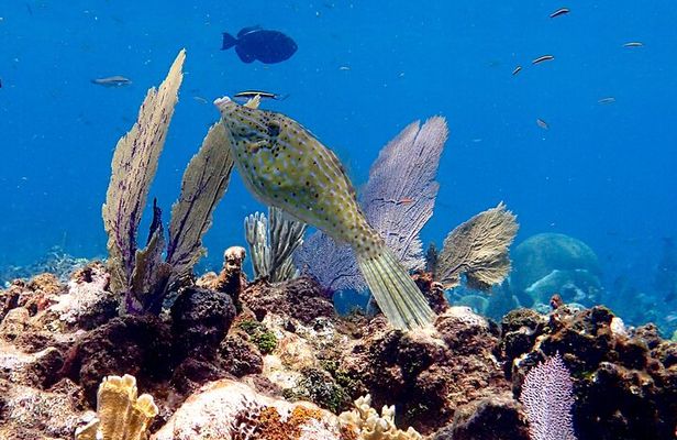 Roatan 2 Dive Scuba Adventure for Certified Divers