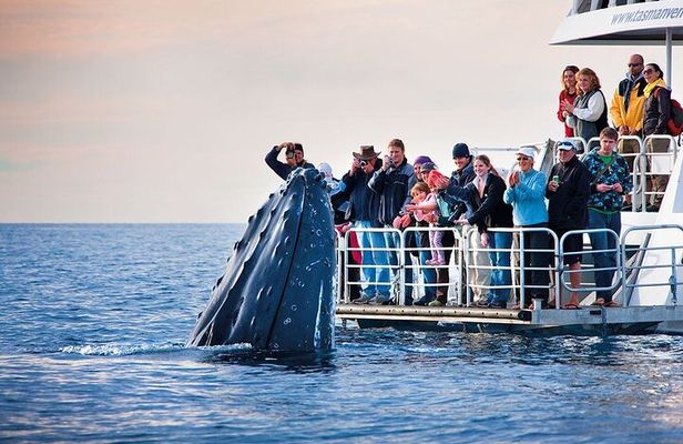 Boat Based Whale Watching from Hermanus