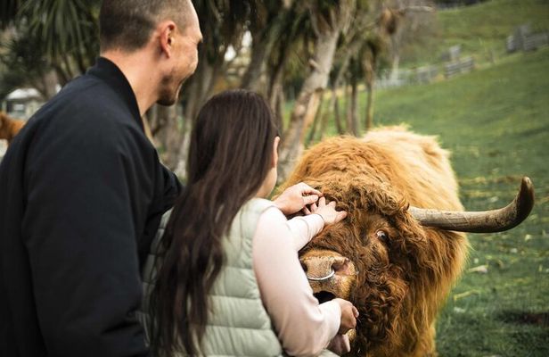 Queenstown Lake Cruise and Walter Peak Farm Adventure