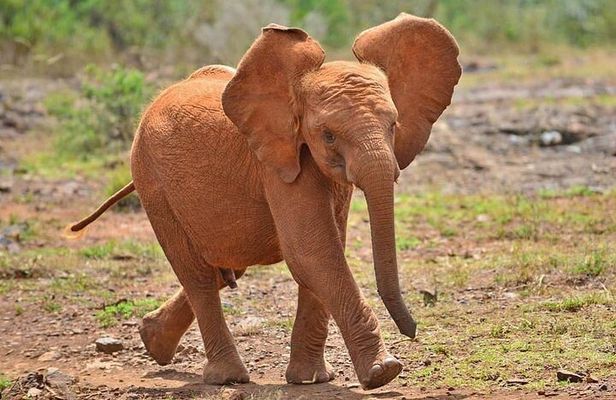 3 Days Safaris Tsavo East National Park and Taita Hills Saltlick