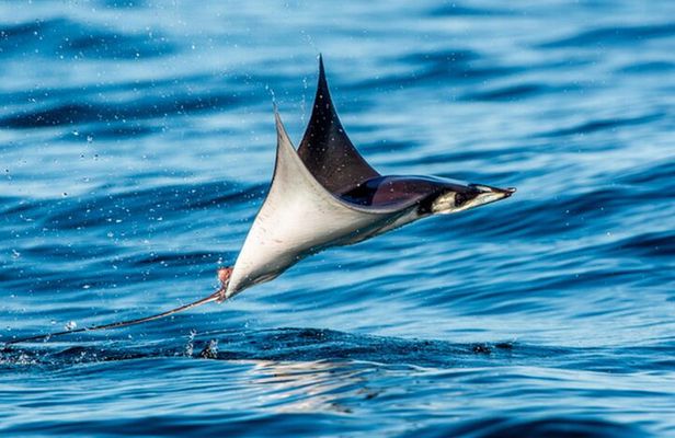 Mobulas Safari and Wildlife in La Ventana with a Marine Biologist