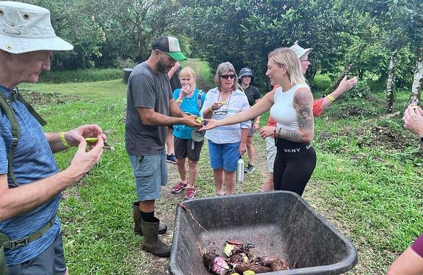 Organic Farm Tour, Tropical Fruit Tasting & Cooking Class