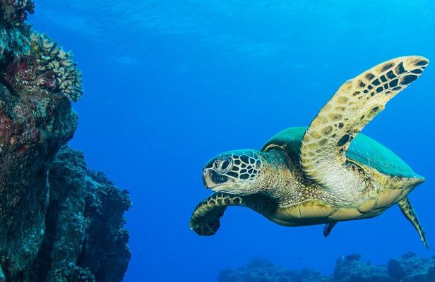 Try Scuba Diving on Kaua’i with Sea Turtles