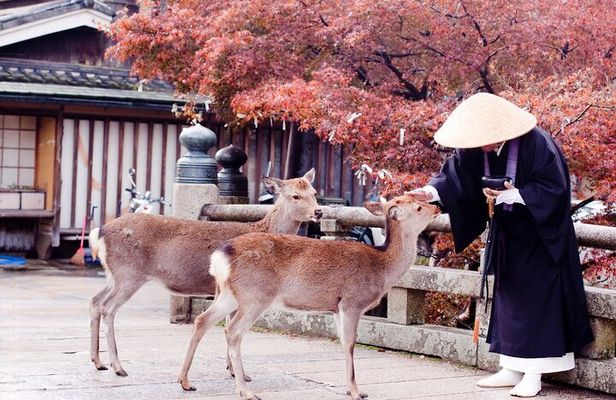 Nara Private Tour with Pick and Drop and English Speaking Driver