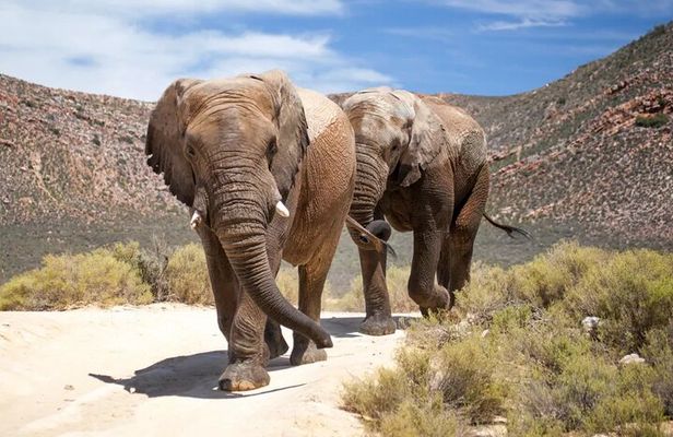 Guided Day Excursion through the Breede River Valley Big Five