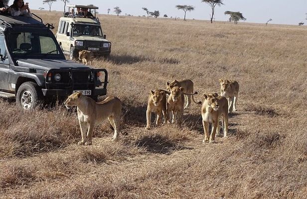 3 Days, 2 nights Masai Mara Small Group Safari -4 x 4 jeep